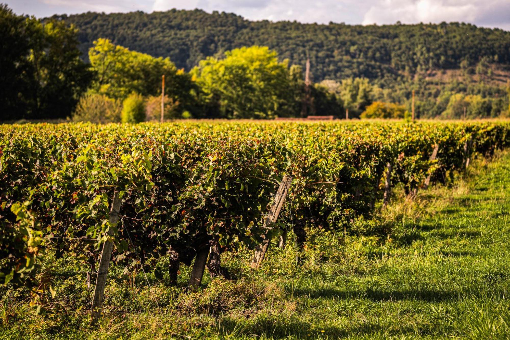 Chateau La Gineste - Castle And Vineyard Duravel Exterior foto